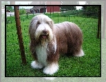 Zadbany, Bearded collie